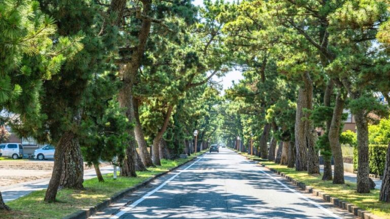 Why East Texas Homeowners Should Watch Trees Closely Before Storm Season Peaks