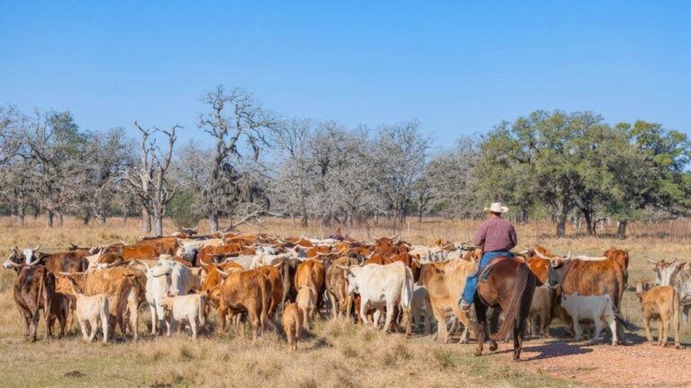 The hidden costs of keeping livestock on a small Texas property