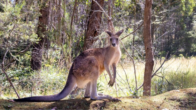 Escaped Kangaroo Sends Waco Police on a Very Unusual Chase