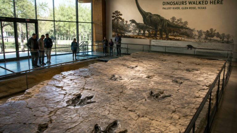 Texas Museum Is Building a New Home for 113-Million-Year-Old Dinosaur Tracks