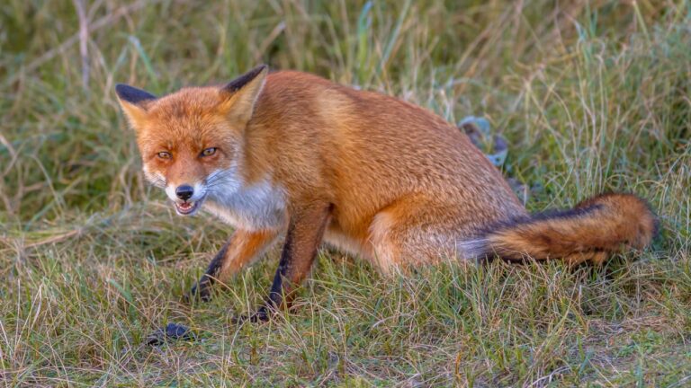 Rabid Fox Attacked a Boy Playing in His Front Yard in a Texas Town Near San Antonio