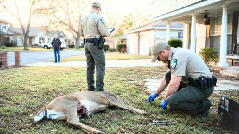 Headless Deer Kept Showing Up in Texas Neighborhoods — Then Game Wardens Traced It Back to One Man