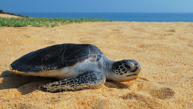 Two Rare Sea Turtles Washed Ashore on the Texas Coast Within Days of Each Other