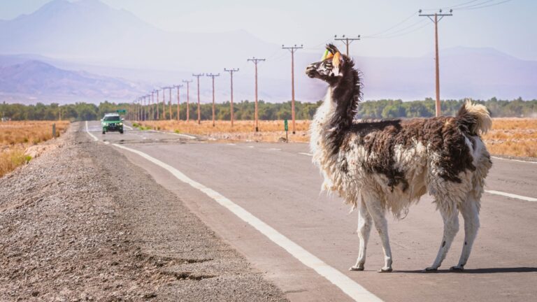 Texas Town Had a Kangaroo on the Run — Then a Llama Showed Up the Next Day