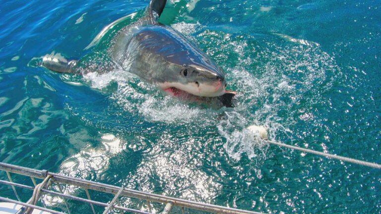 Teen Bitten by Shark Near Galveston After Fishing Trip Takes a Dangerous Turn