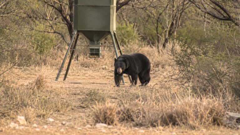 Rare Black Bear Wanders Onto South Texas Ranch, and TPWD Has a Warning for Anyone Who Sees It