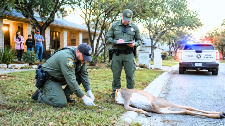 Texas Game Wardens Say Headless Deer Found in Neighborhoods Led to 74 Charges Against New Braunfels Man