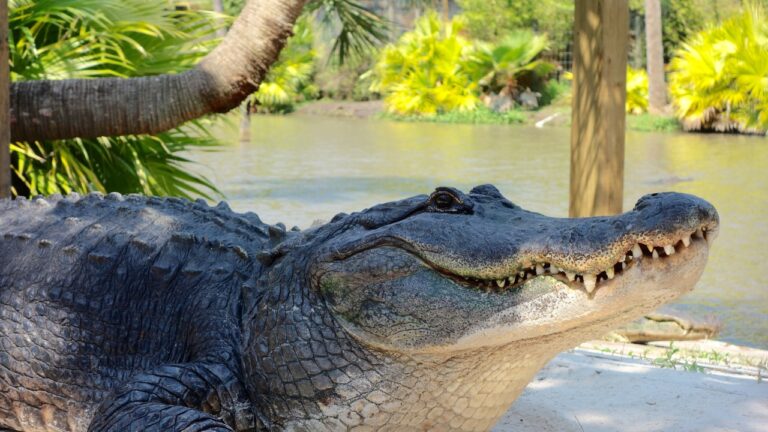 Houston-Area Alligator Sightings Are Picking Up as Mating Season Brings Gators Closer to Neighborhoods