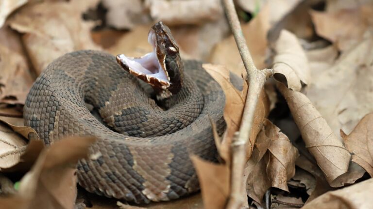The Most Dangerous Snakes in Texas and How To Identify Them