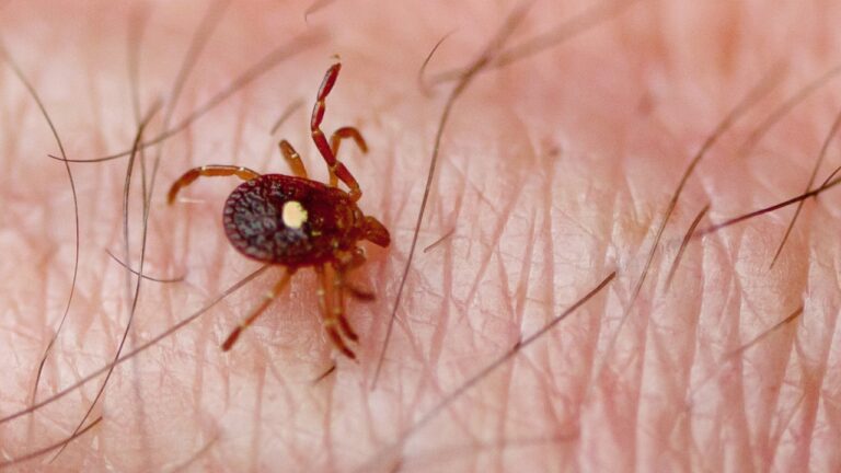 Federal Health Officials Are Putting New Attention on Tick Illnesses — Including the Red-Meat Allergy Linked to Some Tick Bites