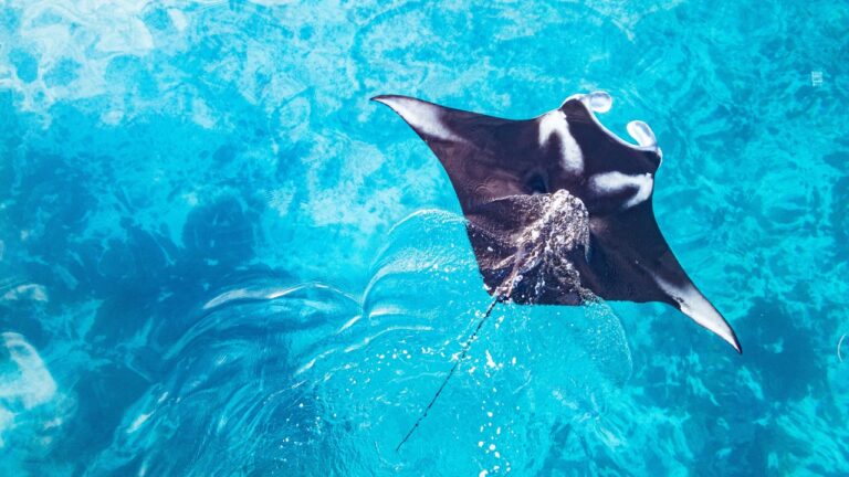 Rare Manta Ray Sighting Near Galveston Pier Stuns Texas Anglers