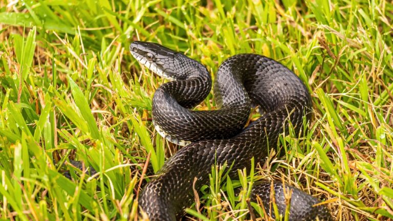 How Texas Homeowners Can Make Their Yard Less Inviting to Snakes