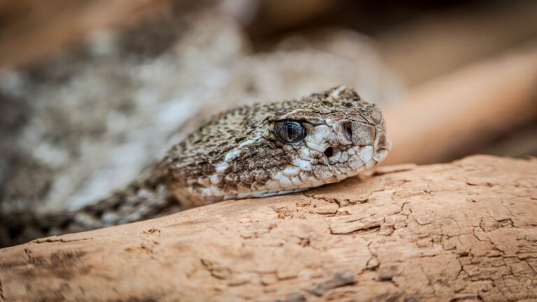 How To Tell If a Texas Snake Might Be Venomous