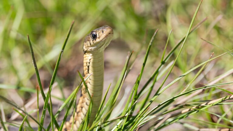 Why Snakes Show Up After Heavy Rain in Texas Neighborhoods
