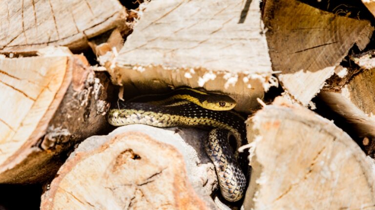 Texas Homeowners Should Check These Snake Hiding Spots Around the House