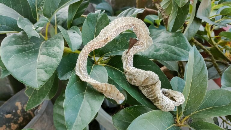 The Sneaky Signs Snakes May Be Living in Your Texas Yard